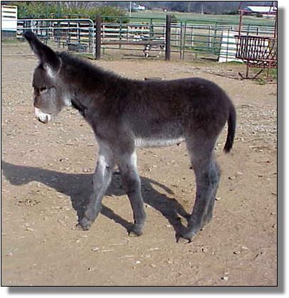 Half Ass Acres Soggy Bottom Boy, Champion Donkey!!