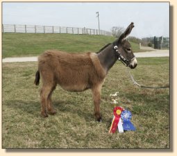 Click photo of miniature donkey to enlarge image