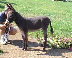 Miniature Donkey Cinderhetta