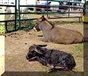 Miniature Donkey Dixie Chick's birth