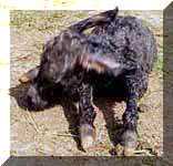 Miniature Donkey Dixie Chick's birth