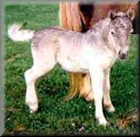 miniature horse Dream 'N Blue