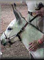 miniature donkey El Nino