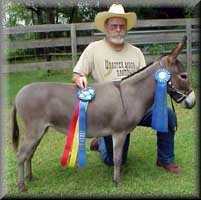 miniature donkey Elsie