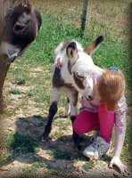 miniature donkey spotted jack