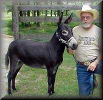 miniature donkey Sophie