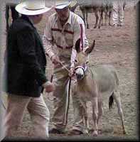 miniature donkey Starliea