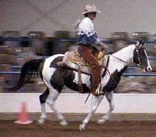 Paint Horse Tuffy's first show!